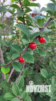 Дача 30м², 2-этажный, участок 8 сот.