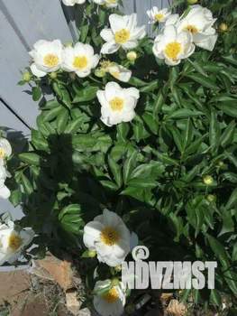 Дача 80м², 1-этажный, участок 764 сот.  